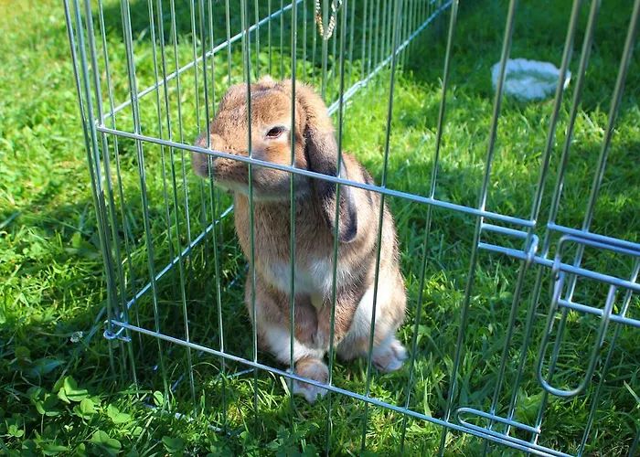 Bauernhof Haindlbauer *