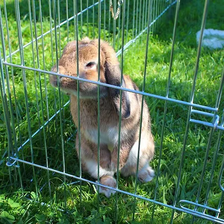 Alloggio per agriturismo Haindlbauer *